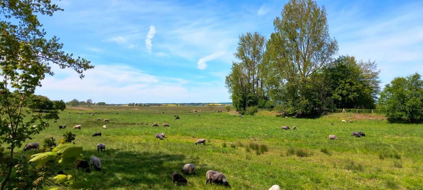 Mönchgut - Landschaft mit Schafherde Schafe auf der Wiese im Ostseebad Mönchgut auf Rügen