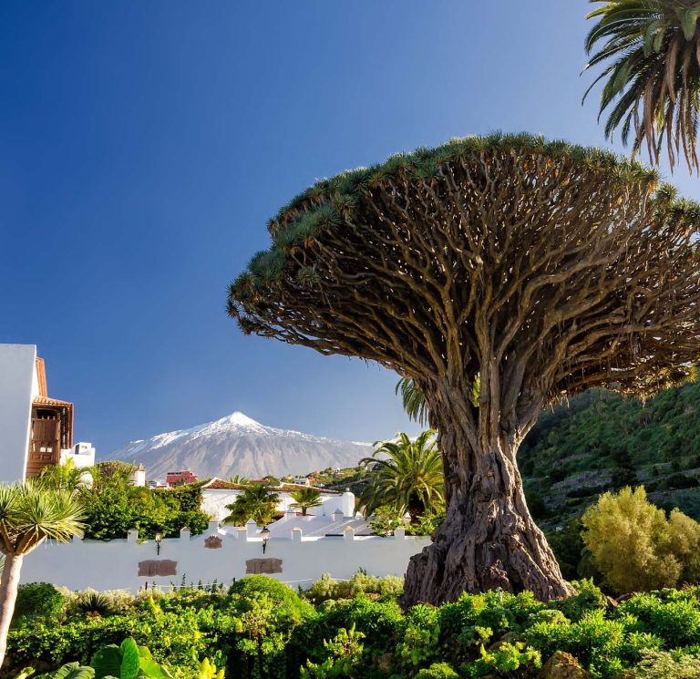 Drachenbaum vor einem weißen Gebäude und dem schneebedeckten Teide im Hintergrund.