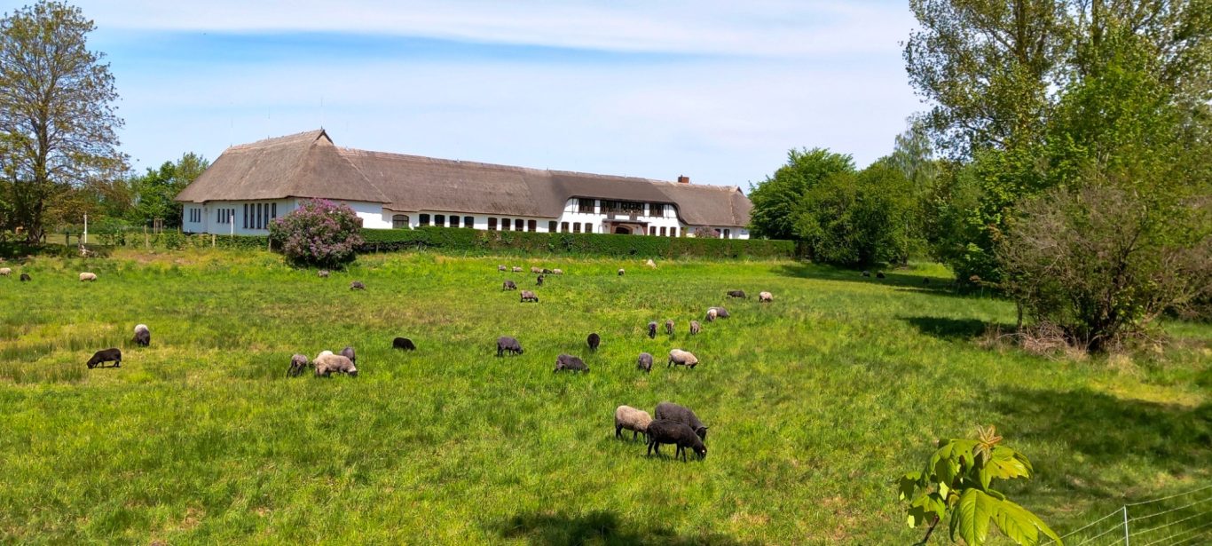 Mönchgut - Schulgebäude Grundschule Schafherde vor der schule in Mönchgut auf Rügen