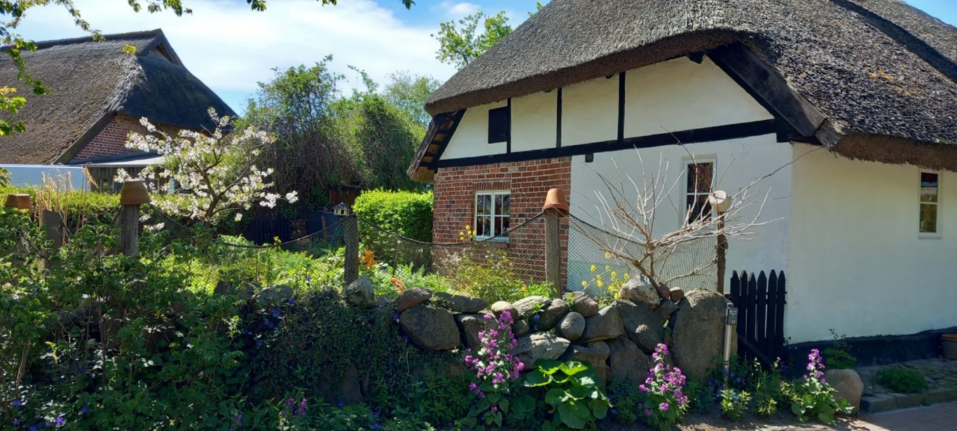Mönchgut - Reetdachhäuser in Groß Zicker Blühender Baum vor Reetdachhaus in Groß Zicker